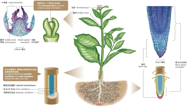 植物胚性干细胞 植物胚性干细胞.jpg